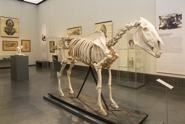 zur Vergrößerungsansicht des Bildes: Ein Pferdeskelett im Ausstellungsraum