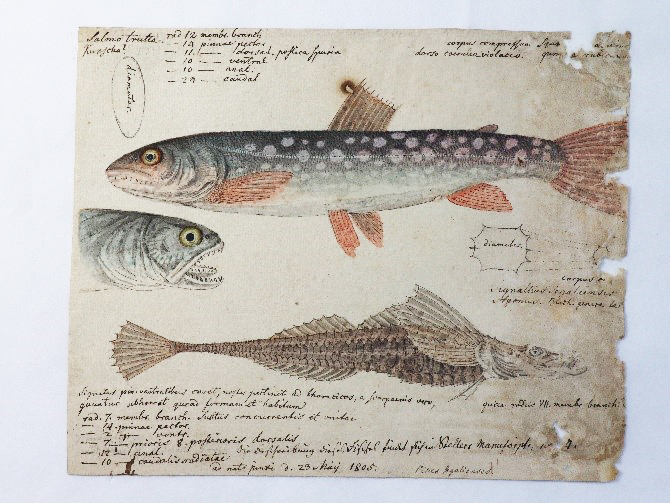 zur Vergrößerungsansicht des Bildes: Die Zeichnung zeigt zwei unterschiedle Fischarten, eine Atlantische Forelle (Salmo trutta) und einen weiteren Fisch vollständig sowie von einem dritten nur den vordern Teil (Pisces segalienses), dazwischen befinden sich handschriftliche Notizen