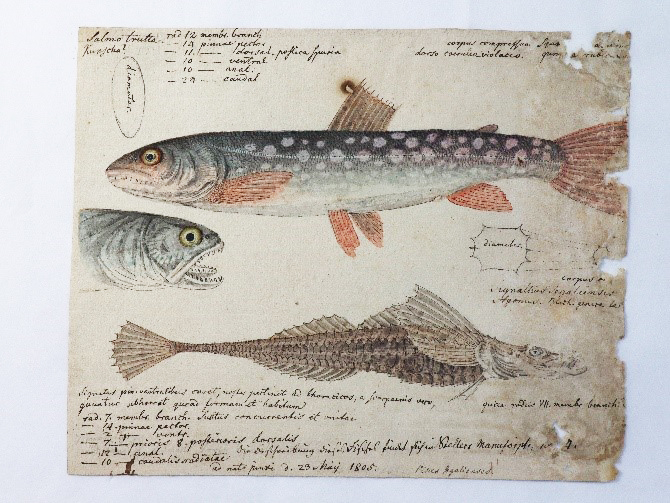Tilesius von Tilenau, Salmo trutta und Pisces segalienses, Zeichnung 1804, Foto: Bettina Kosel zur Vergrößerungsansicht des Bildes: Die Zeichnung zeigt zwei unterschiedle Fischarten, eine Atlantische Forelle (Salmo trutta) und einen weiteren Fisch vollständig sowie von einem dritten nur den vordern Teil (Pisces segalienses), dazwischen befinden sich handschriftliche Notizen