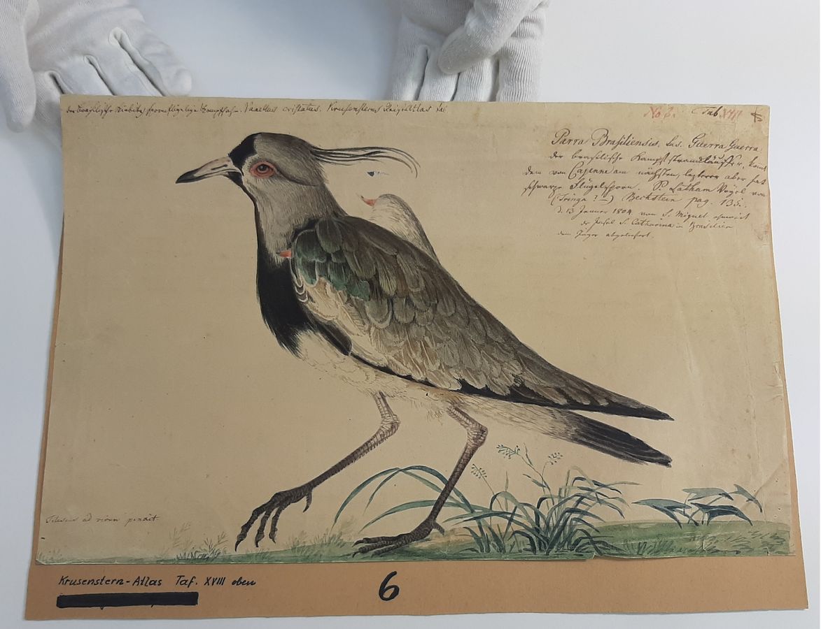 zur Vergrößerungsansicht des Bildes: Zeichnung eines Vogels des Naturforschers Tilesius von Tilenau (1769-1857)