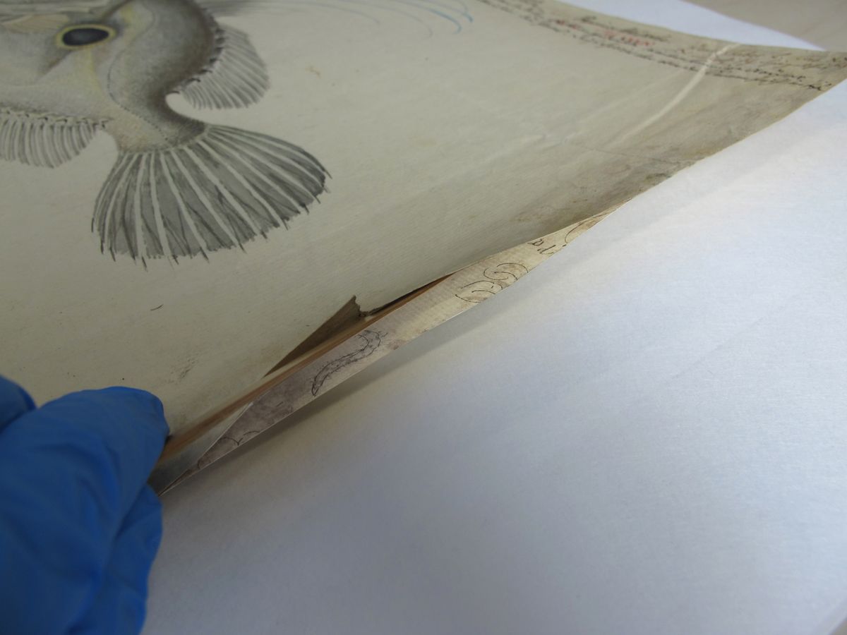 Papier zur Reparatur eines Risses, gezeichnet von Tilesius von Tilenau selbst, Foto: Dipl.-Rest. Bettina Kosel